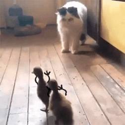 cat afraid of ducklings GIF