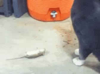 cat and mouse GIF