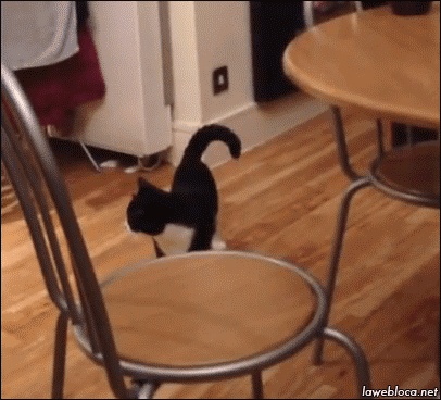 cat jump walk