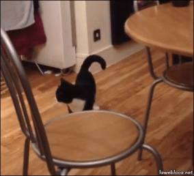 cat jump walk GIF