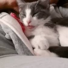 cat purring tongue GIF