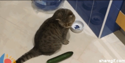 cat scared by cucumber gifs 1 GIF