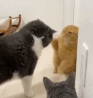cats-fighting GIF