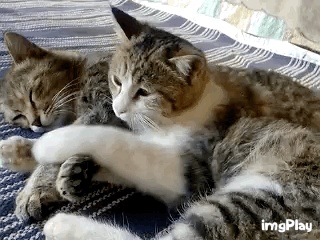 cats in love GIF