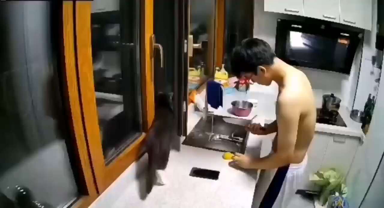 cooking with cat short MP4 video