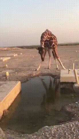 It turns out that giraffes have such a hard time drinking water
