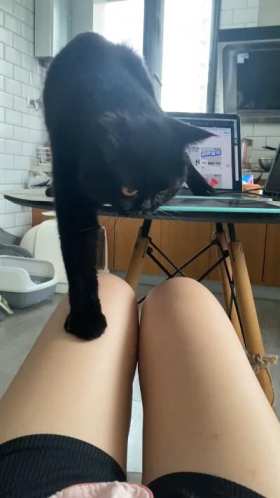 The black cat still fell. short MP4 video