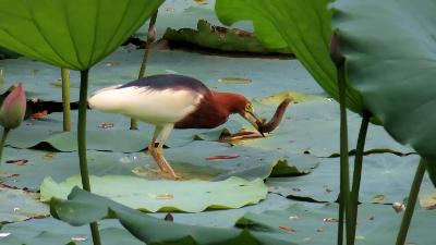 Chinese Pond Heron eating loach among lotus leaves
