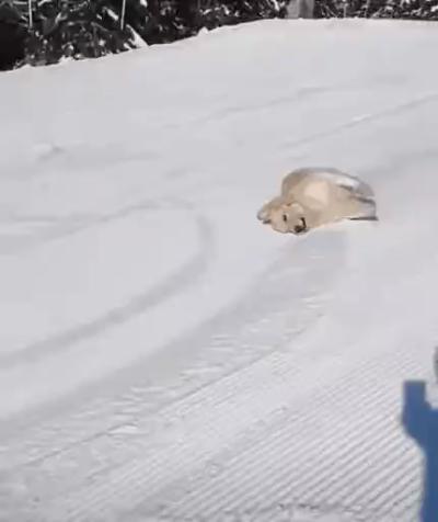 Dog lying down and skiing