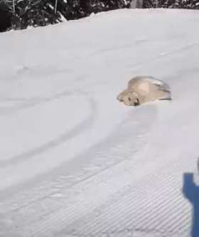 Dog lying down and skiing short MP4 video
