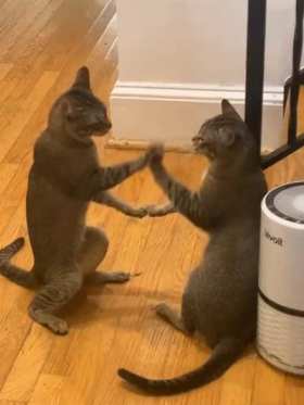 Two cats fighting short MP4 video