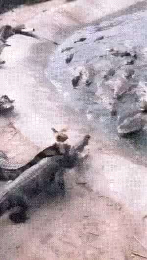 A chicken strayed into a group of crocodiles