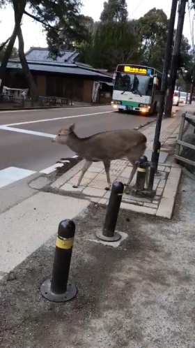A deer crossing the road short MP4 video