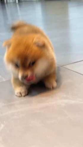 Chubby and cute little Shiba Inu short MP4 video