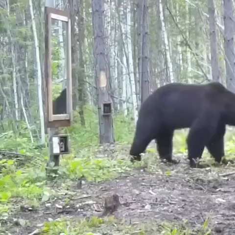 Big black bear looking in the mirror