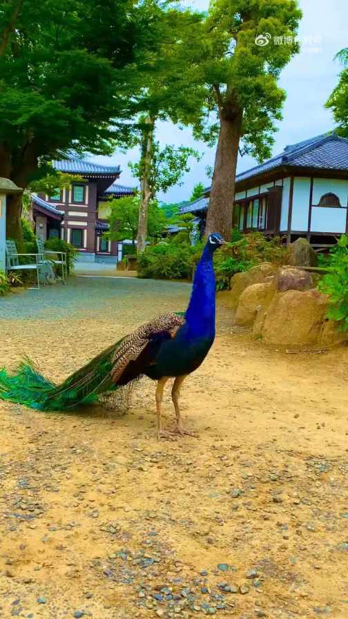 peacock spreading its tail feathers short MP4 video