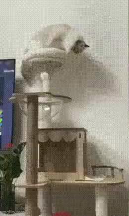 Cat falls from a height into a trash can short MP4 video