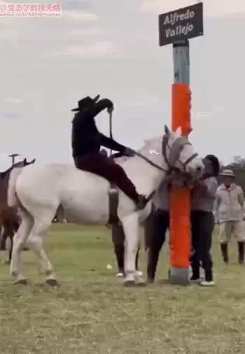The horse isn't happy and flips you over its back. short MP4 video