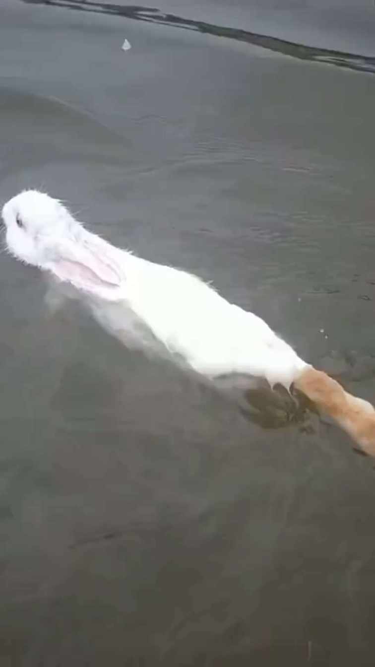 Have you ever seen a rabbit swim? short MP4 video