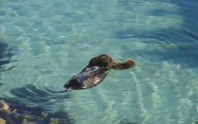 Baby otter is learning how to float on the water with its mother