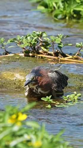 The green heron hunts and eats fish. short MP4 video