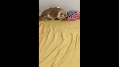 The kitten helps make the bed.