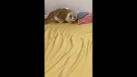 The kitten helps make the bed. short MP4 video