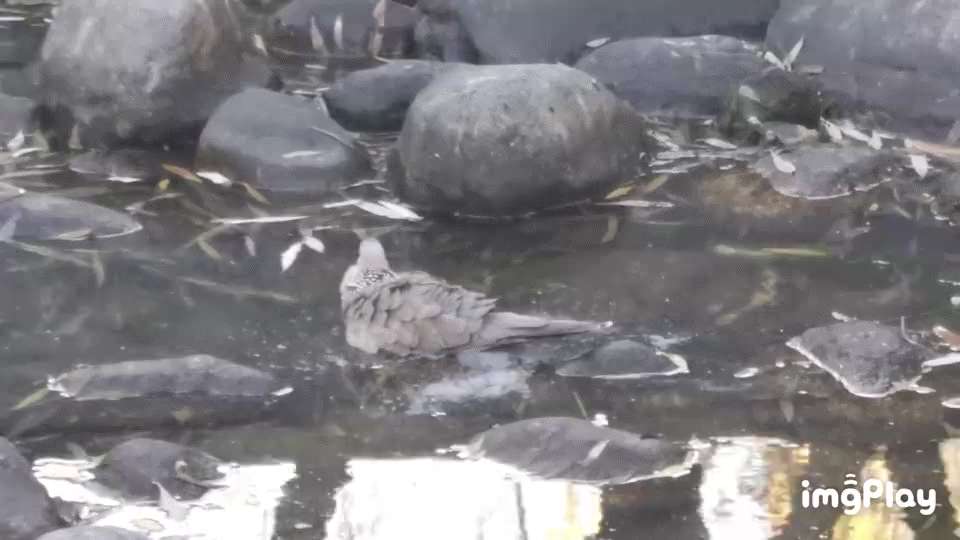 Pearl-necked turtle dove bathing in a small puddle