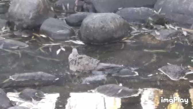 Pearl necked turtle dove bathing in a small puddle short MP4 video