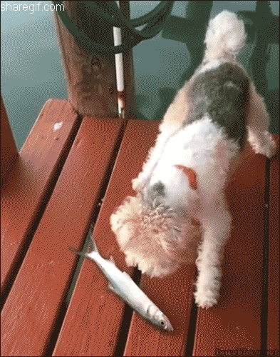 Dog who wants to eat fish