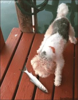 Dog who wants to eat fish GIF