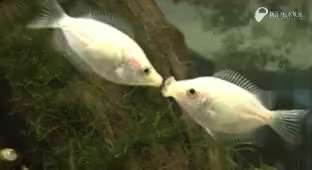 two fish kissing