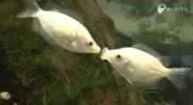 two fish kissing short MP4 video