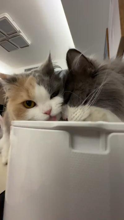 Two kittens drinking water, ASMR