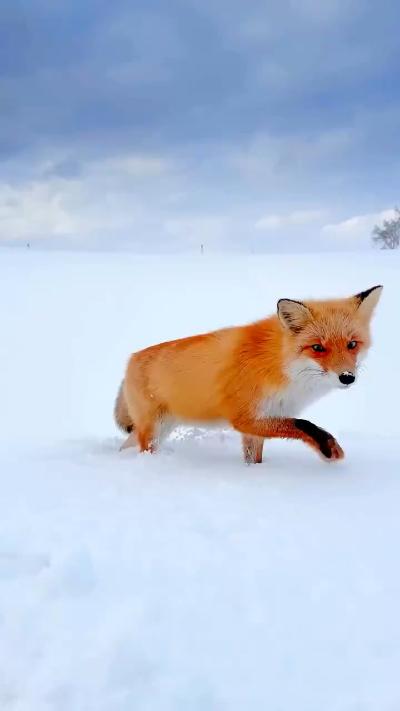 Cute little fire fox in the snow