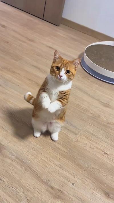 Kitten begging for owner