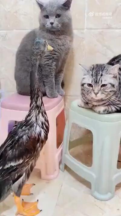 Kitten beats up duck