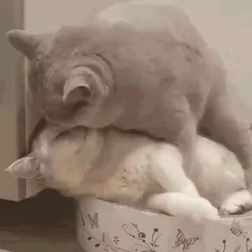 Two cats kissing short MP4 video
