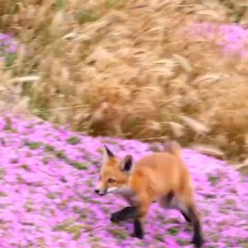 little fox jumping in the sea of flowers short MP4 video