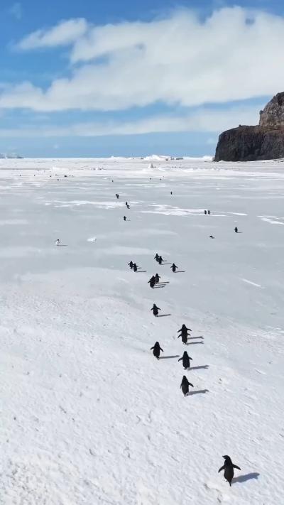 Watching penguins walk is very therapeutic