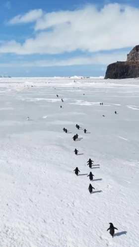 Watching penguins walk is very therapeutic short MP4 video