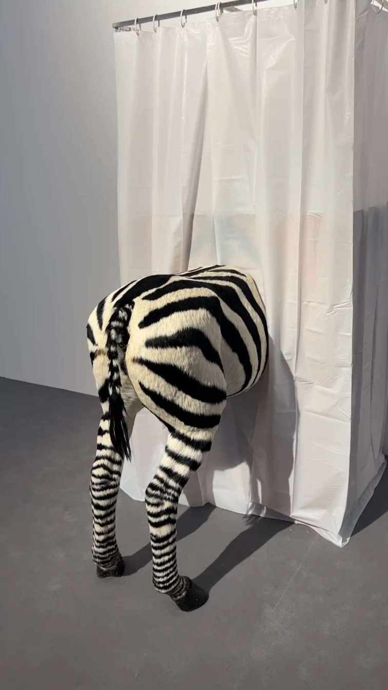 Zebra make bubbles short MP4 video