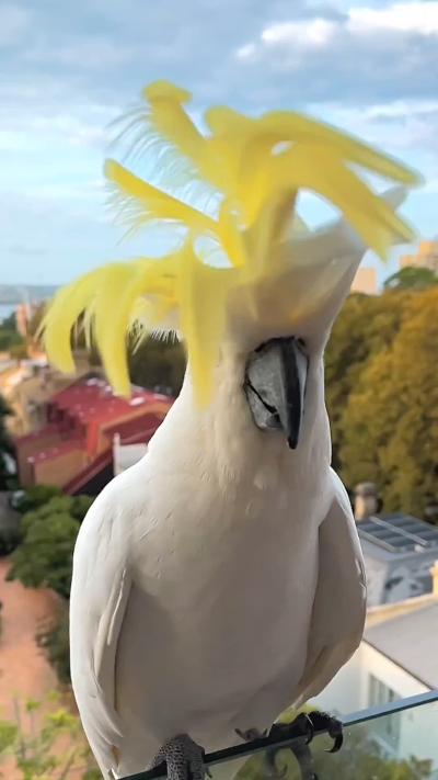 Yellow-crested cockatoo, looks like a sunflower from above