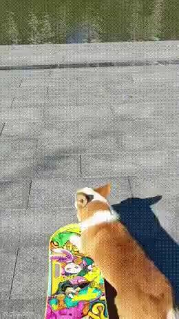 The cat who can skateboard short MP4 video