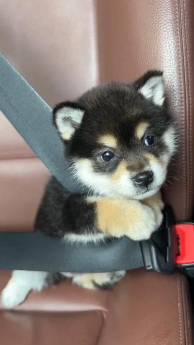 Little Shiba Inu wears seat belt when riding in car for the first time