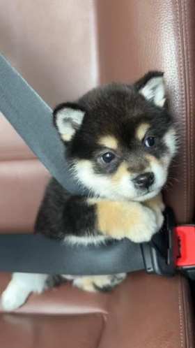 Little Shiba Inu wears seat belt when riding in car for the first time short MP4 video