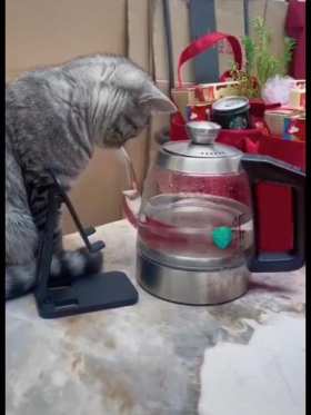 A science loving cat studies atmospheric pressure short MP4 video