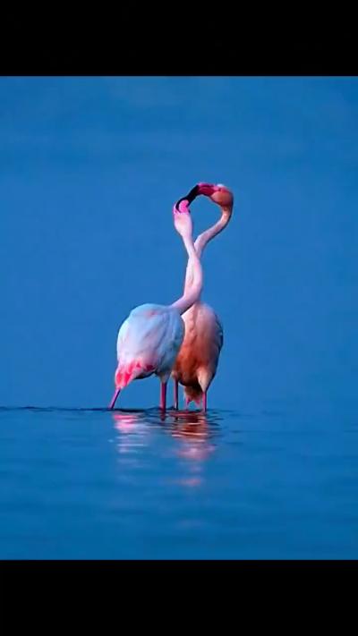 Flamingo couple's water pas de deux