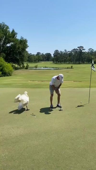 Goose chases and bites golfer