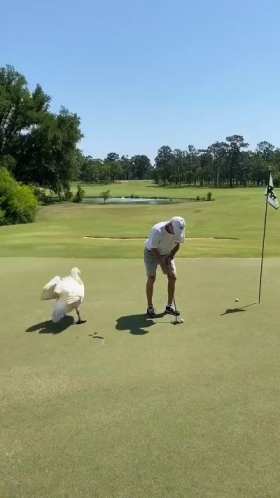 Goose chases and bites golfer short MP4 video